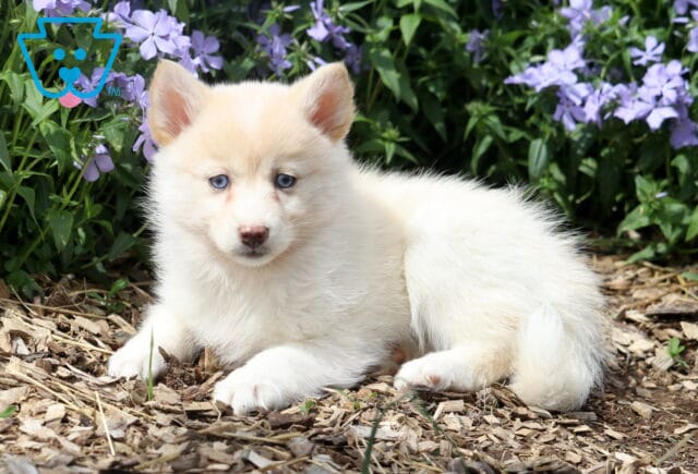 Josie Pomsky image