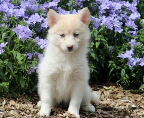 Josie Pomsky2