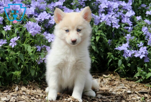 Josie Pomsky2 image