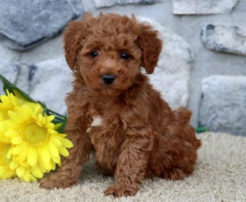Fluffy red Mini Poodle puppy with a white patch on its chest sitting near yellow flowers, against a light surface and stone wall.