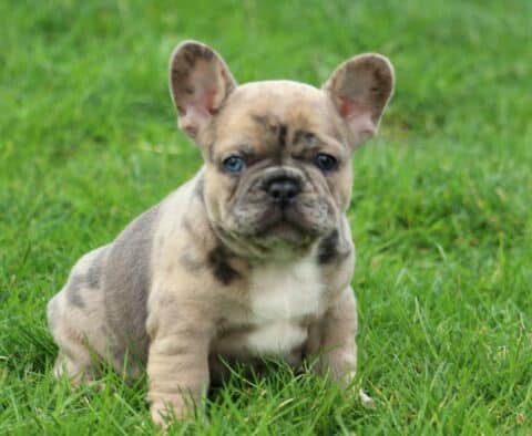 Kendrick Frenchie