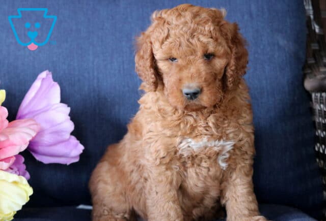 Kendrick Mini Goldendoodle image