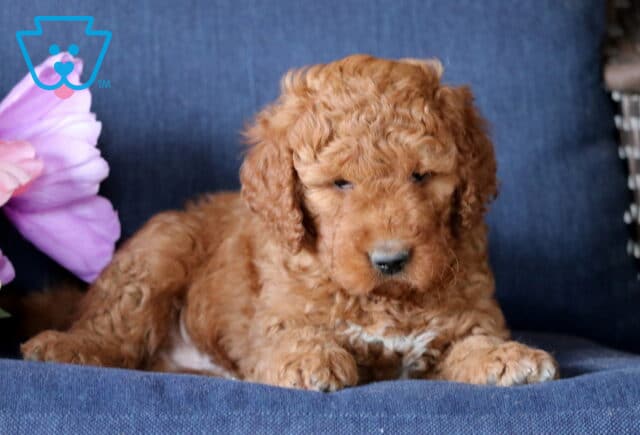 Kendrick Mini Goldendoodle2 image