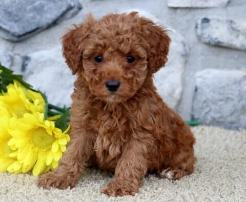 Cute red Mini Poodle puppy sitting in front of yellow flowers on a soft surface, framed by a rustic stone wall.