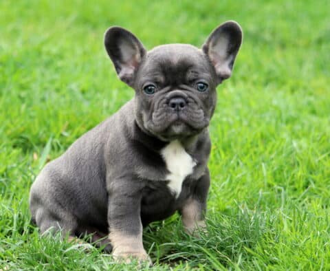 Koa Frenchie2