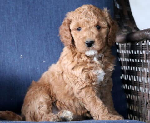 Koa Mini Goldendoodle