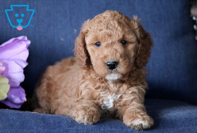 Koa Mini Goldendoodle2 image