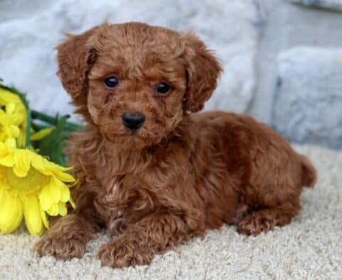 Curly red Mini Poodle puppy lying down on a light surface next to bright yellow flowers, with a stone wall in the background.