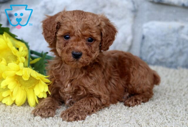 Curly red Mini Poodle puppy lying down on a light surface next to bright yellow flowers, with a stone wall in the background. image