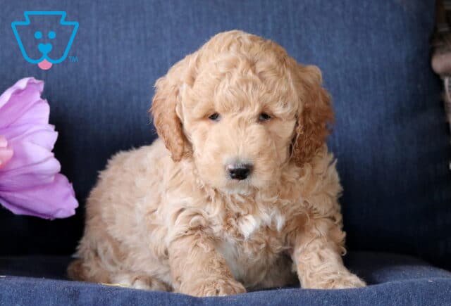 Koko Mini Goldendoodle image