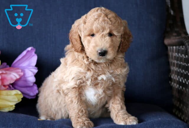 Koko Mini Goldendoodle2 image