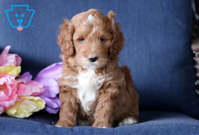 Kurt Mini Goldendoodle image