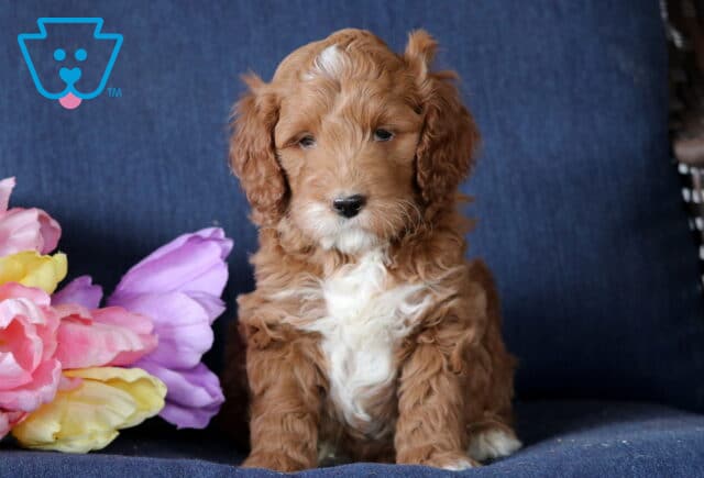 Kurt Mini Goldendoodle2 image