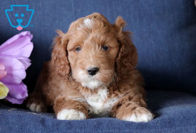 Kurt Mini Goldendoodle4 image