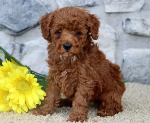 Fluffy red MIni Poodle puppy sitting alertly on a light carpet beside a bunch of yellow daisies, with a textured stone wall in the background.