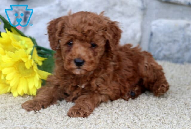 Sweet red Mini Poodle puppy laying down on a soft surface near yellow flowers, with a gray stone wall in the background. image