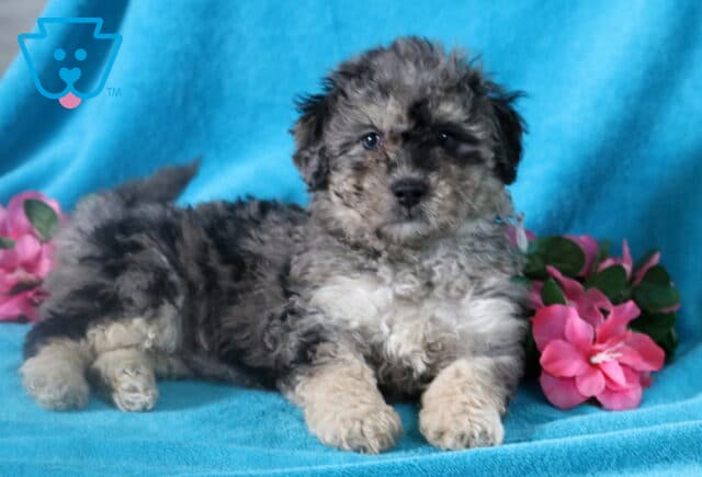 Blue merle Bichpoo puppy with speckled coat cuddled up peacefully. image