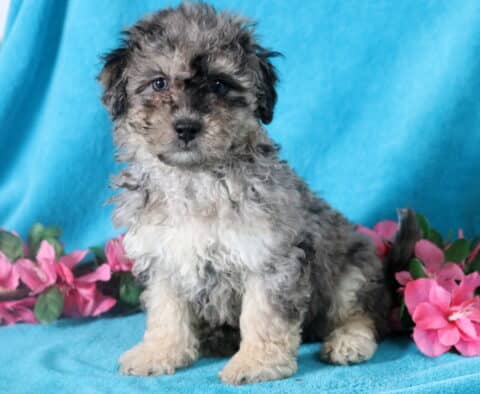 Gorgeous blue merle Bichpoo puppy staring at the camera.