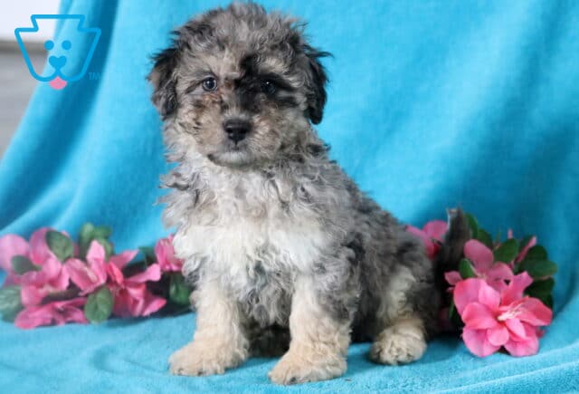 Gorgeous blue merle Bichpoo puppy staring at the camera. image