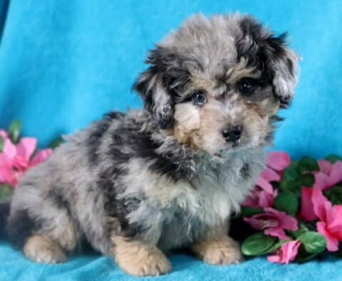 Merle Bichpoo puppy who is looking at the camera with a curious stare.