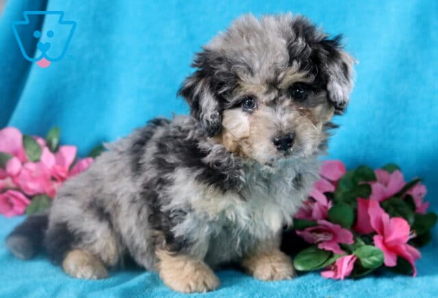 Merle Bichpoo puppy who is looking at the camera with a curious stare. image