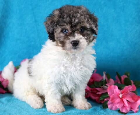 Happy Bichpoo puppy who is mostly white with a brown head sitting up very alert.