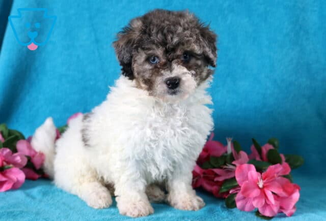 Happy Bichpoo puppy who is mostly white with a brown head sitting up very alert. image