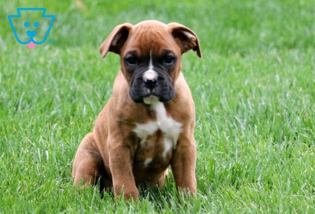 Lemmi Boxer Retake image