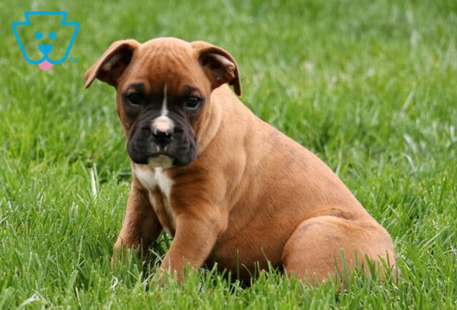 Lemmi Boxer Retake2 image