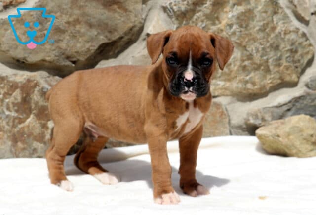 Lemmi Boxer2 image