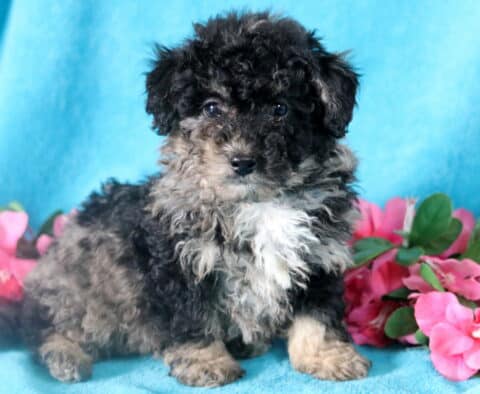 Cute and fluffy blue merle Bichpoo puppy with a mostly black face and white chest.