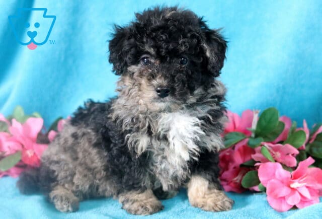 Cute and fluffy blue merle Bichpoo puppy with a mostly black face and white chest. image
