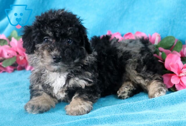 Curly Bichpoo puppy laying down resting. Blue merle coat with a white chest. image