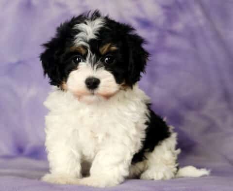 Leona Havanese