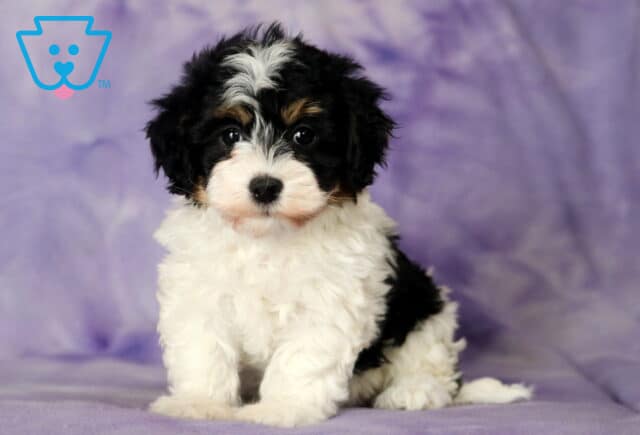 Leona Havanese image