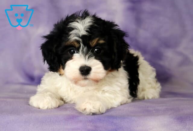 Leona Havanese2 image