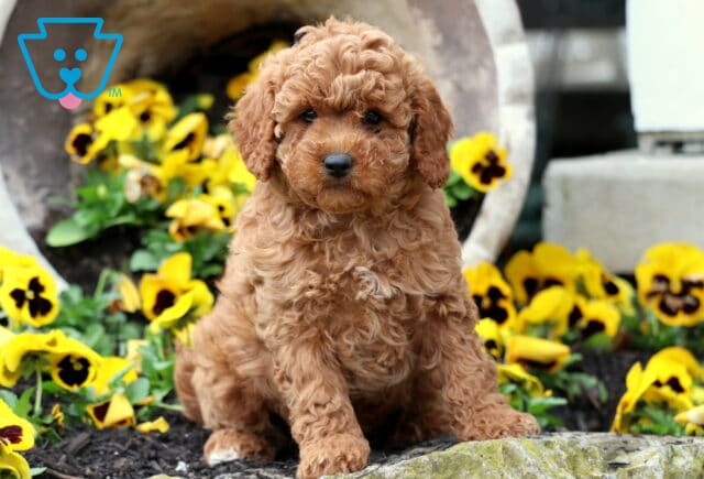 Lil Red Cavapoo image