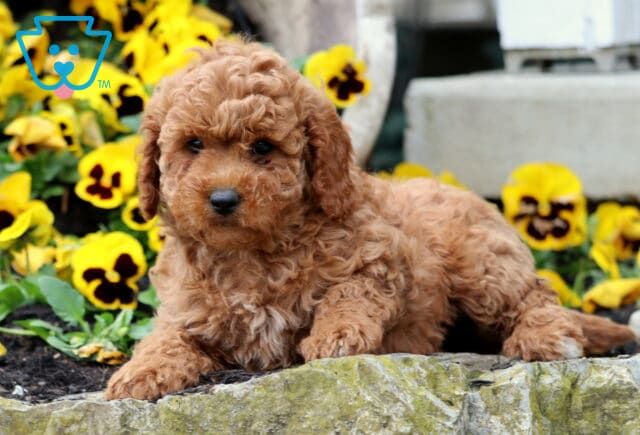 Lil Red Cavapoo2 image