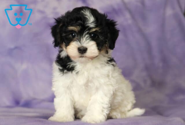 Lilac Havanese image