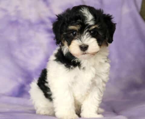 Lilac Havanese2