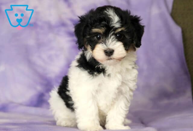 Lilac Havanese2 image