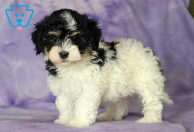 Lilac Havanese3 image