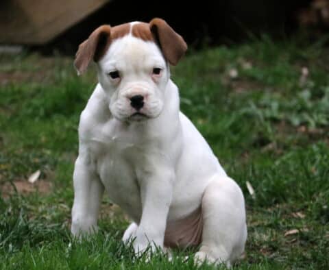 Lola Boxer Retake