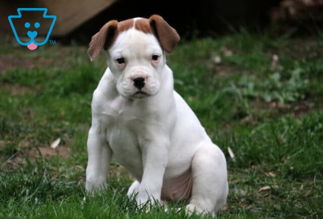 Lola Boxer Retake image
