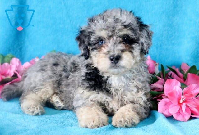 Adorable blue merle Bichpoo sitting on a blue blanket and staring sweetly at the camera. image