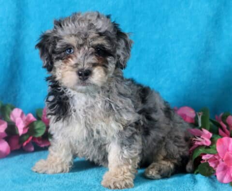 Cheerful blue merle Bichpoo puppy who is sitting up alert.