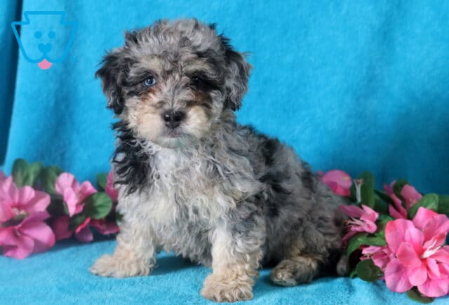 Cheerful blue merle Bichpoo puppy who is sitting up alert. image