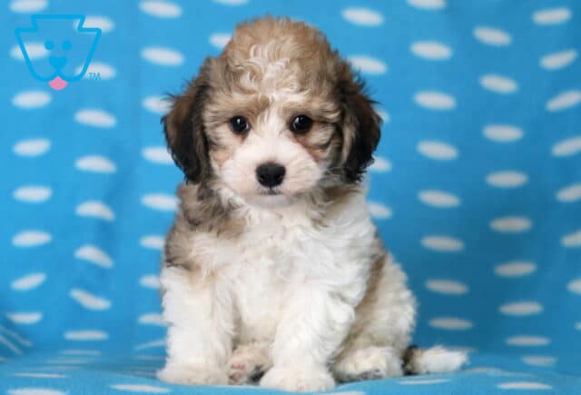 Lucky Havanese image