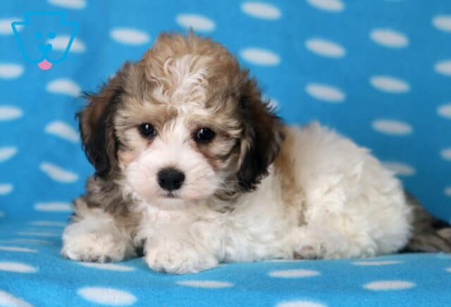 Lucky Havanese2 image