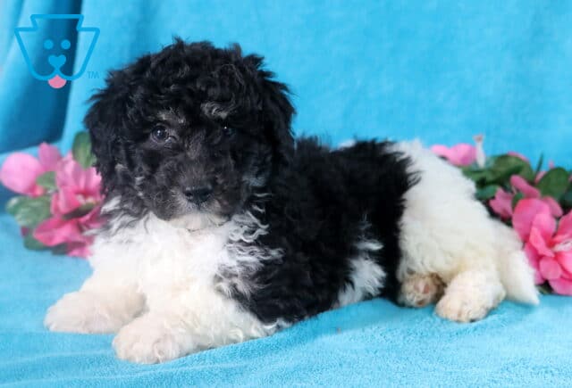 Charming black and white Bichpoo puppy resting after playtime. image
